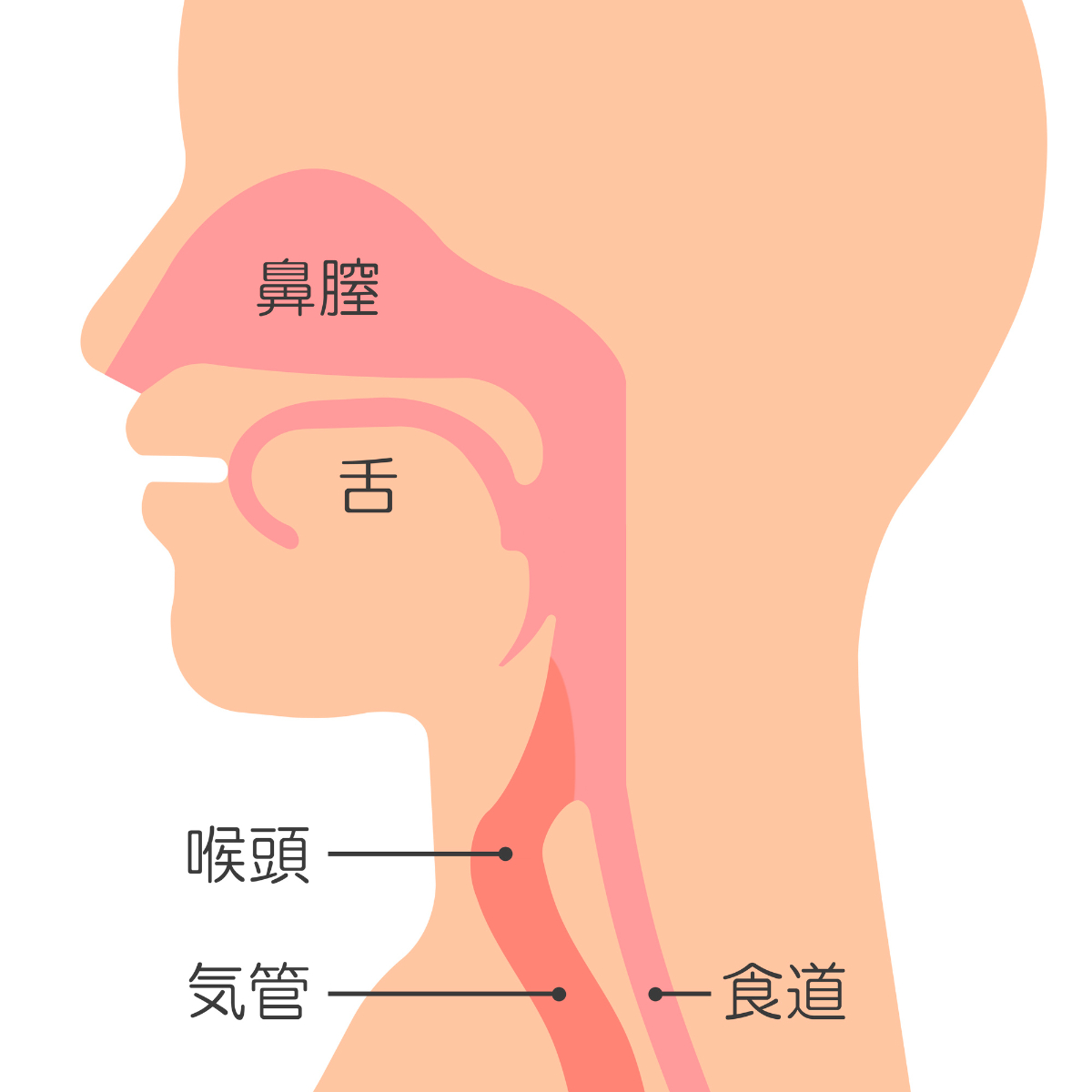 喉頭炎を表すイメージ│喉頭炎の症状・原因・治療法とは？