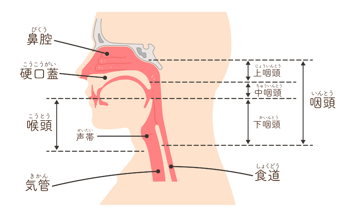 咽頭を表すイメージ│咽頭炎の症状・原因・治療法とは？